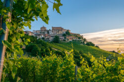 La Morra vista dai vigneti con tralci di vite in primo piano, Langhe Piemonte
