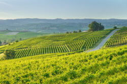 Strada tra i vigneti delle Langhe con nebbia mattutina sulle colline, Piemonte