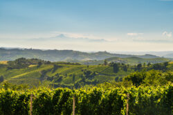 Panorama vigneti Langhe con Monviso sullo sfondo, territorio vitivinicolo Piemonte