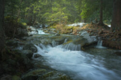 Un torrente che scorre nel mezzo di un bosco con in fondo un raggio di luce che passa attraverso gli alberi, Piemonte, fotografia di paesaggio di Carlo Pagliuca