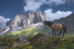 Un cavallo brado su un prato fiorito di alta quota con imponente massiccio dolomitico sullo sfondo, fotografia di paesaggio e natura