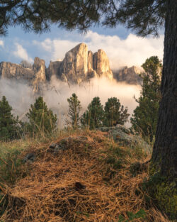 Il gruppo del Sella e le Torri incorniciate da rami di pino e prato secco all'alba, fotografia di territorio dolomitico di Carlo Pagliuca