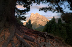 Il Sass de Putia illuminato dalla luce radente visto attraverso radici intricate e tronchi di pino cembro, scatto d'autore di Carlo Pagliuca