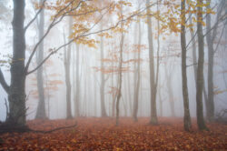 Dettaglio di un bosco autunnale con nebbia fitta, atmosfera cruda e autentica di Carlo Pagliuca