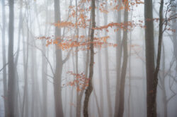 Fitta nebbia tra gli alberi di un bosco autunnale con foglie arancioni a terra, fotografia artistica di natura di Carlo Pagliuca
